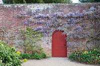 Wisteria growing on brick wall with red door and colourful mixed tulipa.
