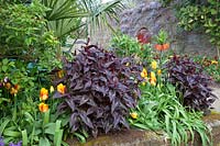 Spring planting of mixed Tulipa 'Olympic Flame', Fritillaria imperialis and Persicaria microcephala 'Red Dragon'