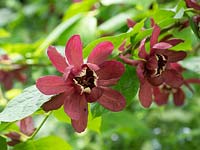 Calecanthus - sweetshrub, 'Allspice', Calecanthus raulstonii Hartlage Wine.  