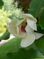 Magnolia x wieseneri - Champion Tree