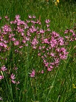 Ragged robin growing in meadow with grasses.  