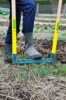 Aerating soil with a broadfork in winter