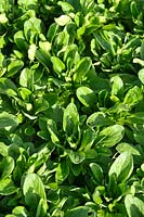 Valerianella locusta - Corn Salad 'Vit'