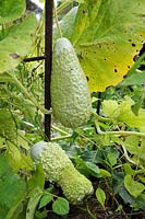 Lagenaria siceraria - Gourd 'Verruqueuse de l'ile Maurice'
