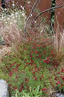 Coreopsis verticillata 'Limerock Ruby' and Carex comans