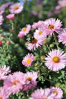 Bumble bee on Aster flower