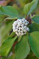 Cornus stolonifera - Dogwood fruits