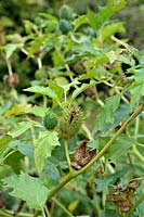 Datura stramonium - thornapple - showing developping seedpods, poisonous weed