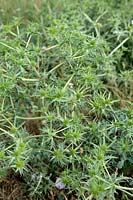 Eryngium campestre - field eryngo - growing wild