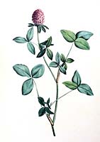 Trifolium pratense - red clover - botanical illustration by botanist and painter Pierre-Joseph Redoute