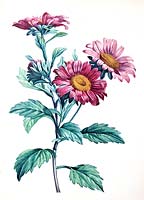 Callistephus chinensis - China aster botanical illustration
 by botanist and painter Pierre-Joseph Redoute