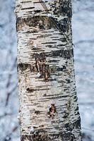 Betula - Silver birch trunk