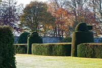 Yew topiary and hedges