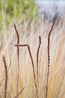 Veronicastrum virginicum seed heads and grasses