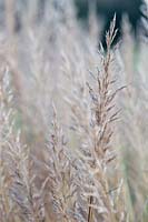 Calamagrostis plumes, seed heads