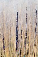 Digitalis ferruginean and grasses