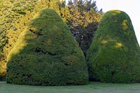 Taxus baccata - Ancient Yew on the front lawn.
