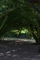 Taxus Baccata - Old Yew Walk. 
