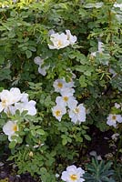 Rosa 'Nevada' - shrub rose - with semi-double scented flowers and arching habit