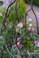 Lathyrus - sweet pea - on supports
