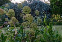View through flower bed with Angelica archangelica looking towards lawn Buxus - box - edging to trees