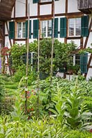 Runner beans, Verbascum - mulleins, potatoes and plant-covered pergola 
in front of house
