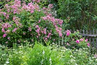 Shrub rose next to wooden picket fence and abundant flowering wild chamomile. 
