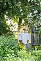 Romantic place under a rose covered fruit tree where a table is laid with a
 white cloth next to an ancient garden fence and a tin watering can. 
Alchemilla mollis, Rosa sempervirens'AdÃ©laide d'OrlÃ©ons' 
Tanacetum parthenium