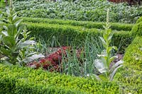 Low, clipped Buxus hedges framing a vegetable patch with onions, leeks, salads and some self-sown Verbascum - Mulleins. 