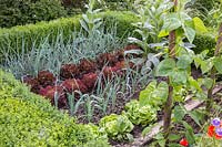 Rows of onions, red lettuces, leeks, green lettuces and climbing beans 
growing in a bed surrounded with Buxus - box edging

