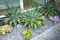 Agave desmettiana 'Variegata' and other succulents planted in gravel bed in Californian garden. 