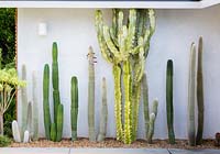Display of mature cactus and succulents in Californian garden. Designed by Falling Waters Landscape, inc Ryan Prange, New Port Beach, California, USA.