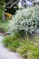 Helichrysum petiolare - Liquorice plant