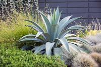 Agave weberi syn Maguey liso, a focal point succulent in a bed of foliage plants