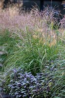 Miscanthus sinensis 'Starlight' and Salvia officinalis 'Purpurascens' - Purple Sage