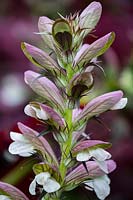 Acanthus spinosus - bear's breeches