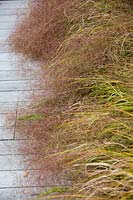 Anemanthele lessoniana - New Zealand Wind Grass