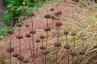Phlomis russeliana - Turkish sage - seedheads against ornamental grass
