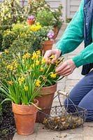 Woman deadheading Narcissus 'Tete a Tete' - Miniature Daffodils to prevent them from using energy on setting seeds.

