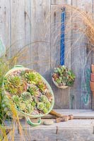 Display with enamel ladle and colander planted with mix of succulents