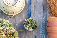 Display with enamel ladle and colander planted with mix of succulents. 