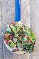 Enamel ladle planted with mix of succulents. 
