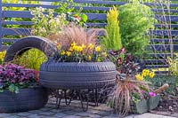 Tyre containers planted with Ophiopogon, Narcissus 'Tete a Tete', Carex testacea, Chionanthus and Hedera - Ivy. 