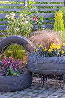 Tyre container planted with Ophiopogon, Narcissus 'Tete a tete' and Carex testacea, tyre with Chionanthus and Hedera - Ivy to the left