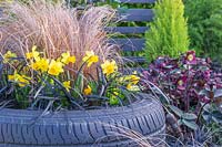 Tyre container planted with Ophiopogon, Narcissus 'Tete a tete' and Carex testacea. 