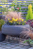 Tyre container planted with Ophiopogon, Narcissus 'Tete a tete' and Carex testacea. 