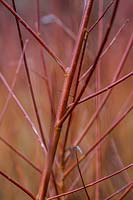 Salix alba var. vitellina 'Yelverton'