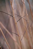 Salix fragilis var. decipiens