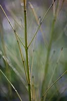 Cornus sericea 'Bud's Yellow'