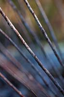 Salix irrorata - Blue-Stem Willow